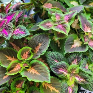 Coleus
