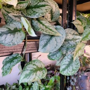 Scindapsus Pictus
