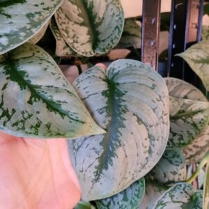 Scindapsus Pictus