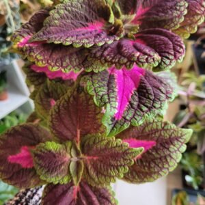 Coleus