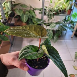 Anthurium Luxurians x Radicans