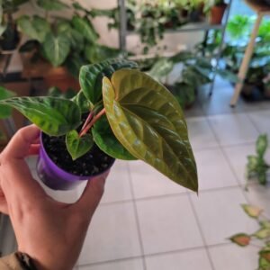 Anthurium Luxurians x Radicans