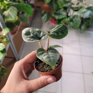 Anthurium Luxurians