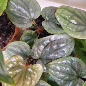 Anthurium Luxurians