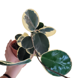 Hoya Australis Blondie
