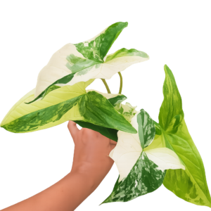 Syngonium ‘Albo Variegata’