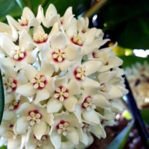Hoya Australis Blondie
