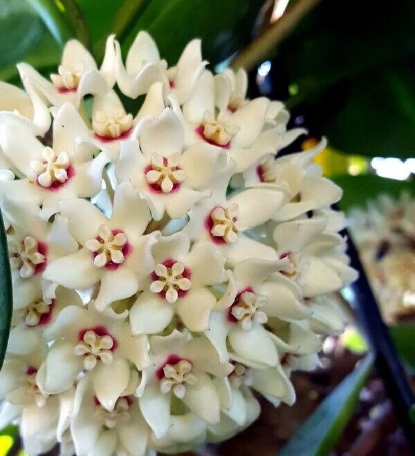 Hoya Australis Blondie – Image 2
