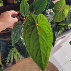 Anthurium ‘Nigrolaminum Gigi x Luxurians’