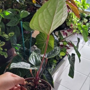 Anthurium ‘Nigrolaminum Gigi x Luxurians’