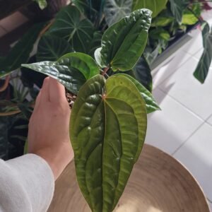 Anthurium Luxurians x Radicans