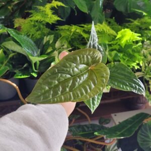 Anthurium Luxurians x Radicans