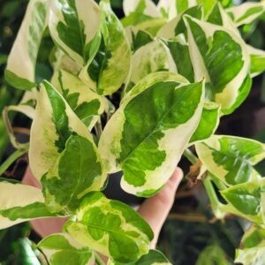 Epipremnum ‘N’Joy’