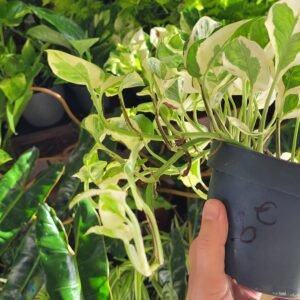 Epipremnum ‘N’Joy’