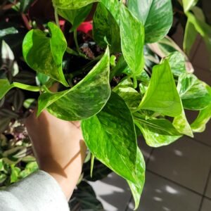 Epipremnum ‘Marble Queen’