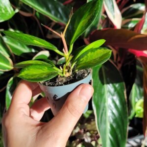 Hoya Australis Lisa