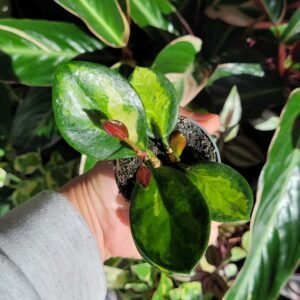 Hoya Australis Lisa