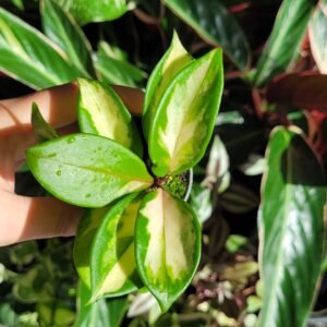 Hoya carnosa ‘Krimson Princess’