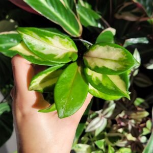 Hoya carnosa ‘Krimson Princess’