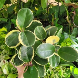 Hoya Australis Blondie