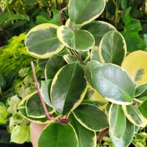 Hoya Australis Blondie