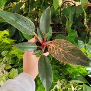 Philodendron Pink Bikini