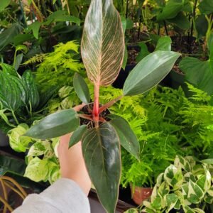 Philodendron Pink Bikini