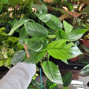 Epipremnum Cebu Blue