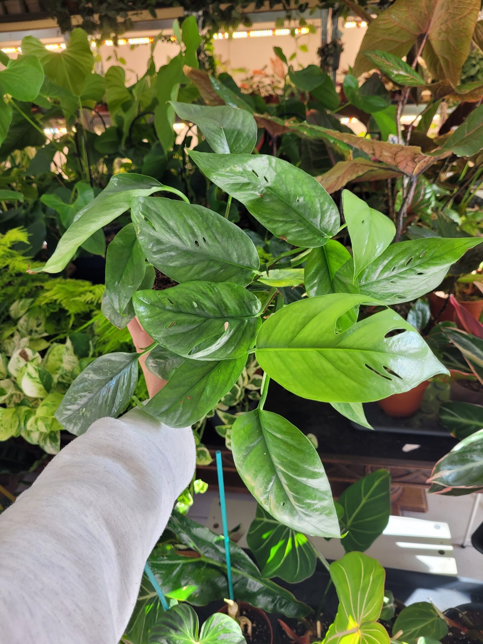 Epipremnum Cebu Blue