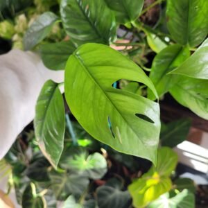 Epipremnum Cebu Blue