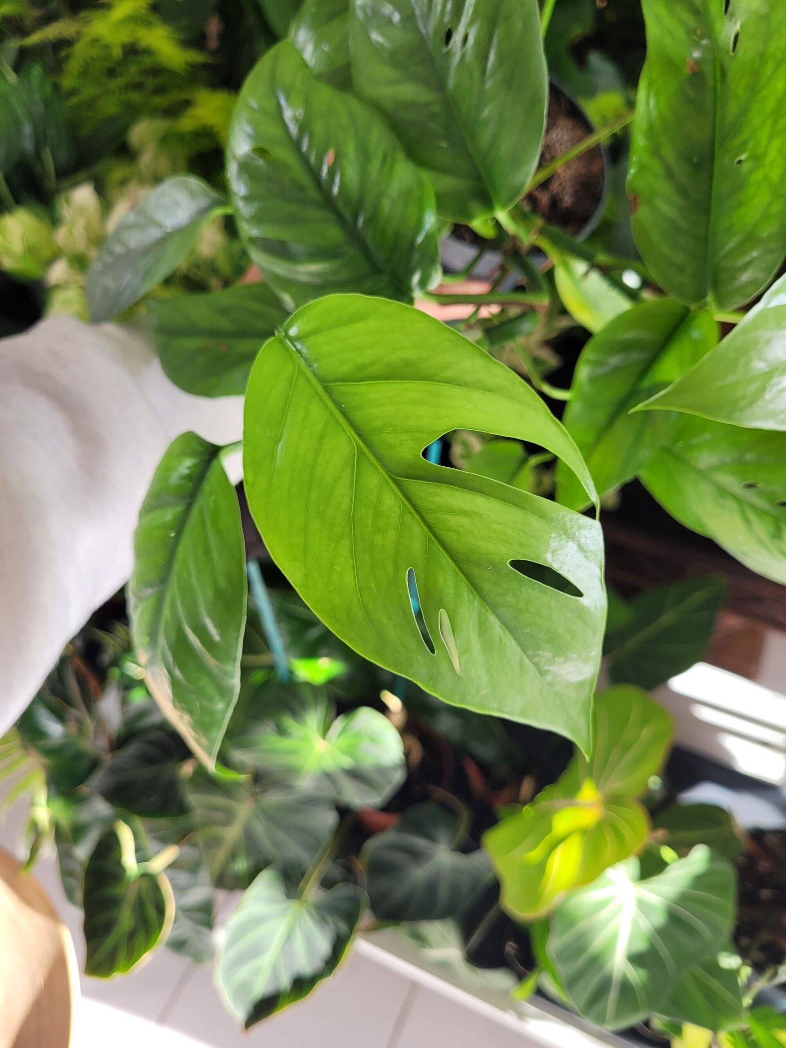 Epipremnum Cebu Blue – Image 2