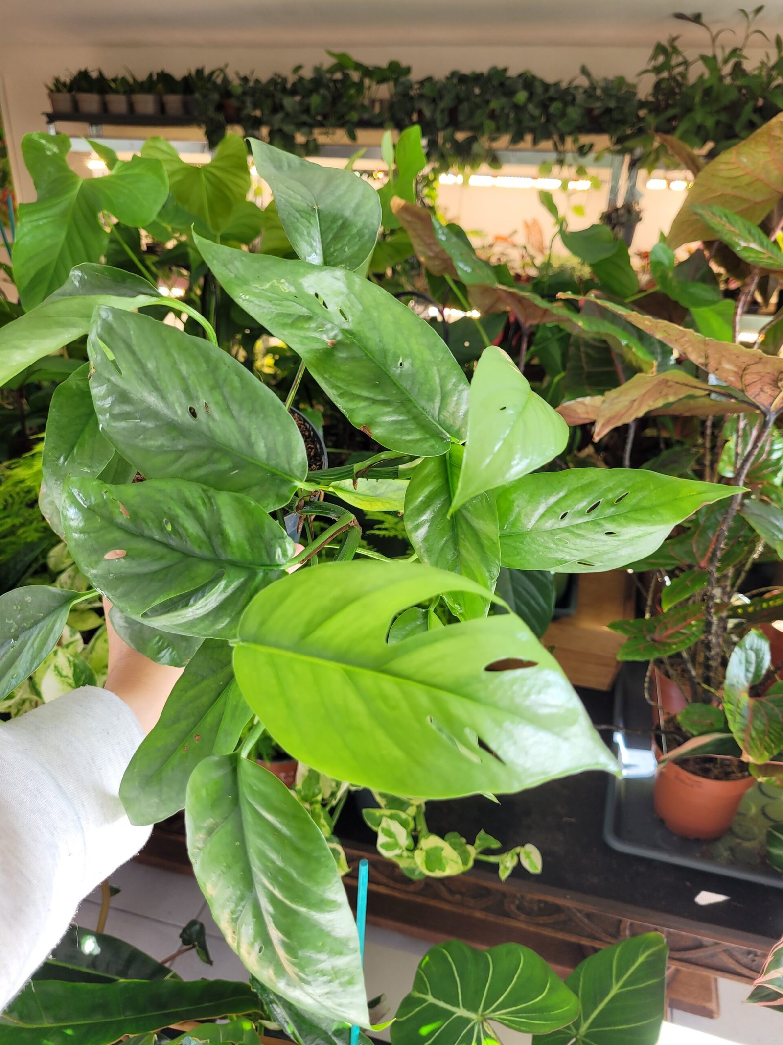 Epipremnum Cebu Blue – Image 3