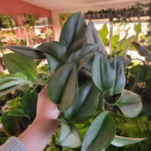 Scindapsus ‘Treubii Moonlight’