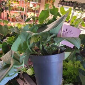 Scindapsus ‘Treubii Moonlight’