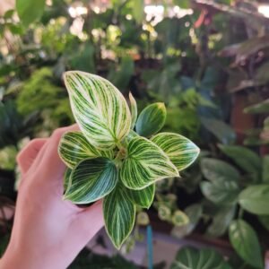 Philodendron ‘White Measure’