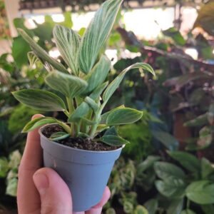 Philodendron ‘White Measure’