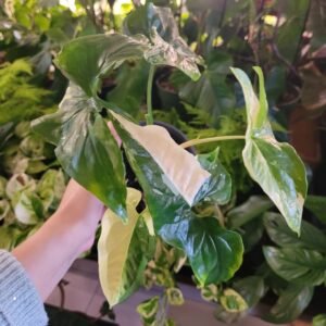 Syngonium ‘Albo Variegata’