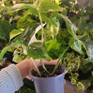 Syngonium ‘Albo Variegata’