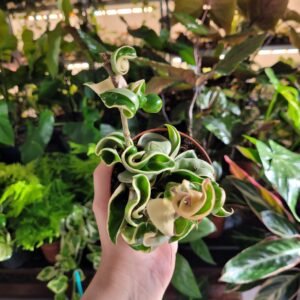 Hoya Carnosa ‘Compacta Variegata