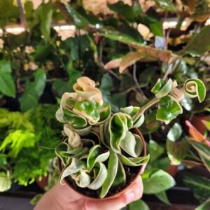Hoya Carnosa ‘Compacta Variegata