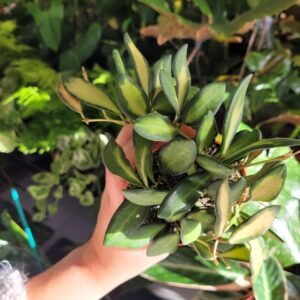 Hoya ‘Burtonae Variegata’