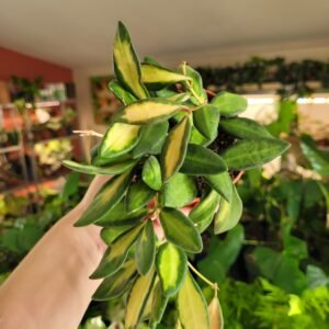 Hoya ‘Burtonae Variegata’