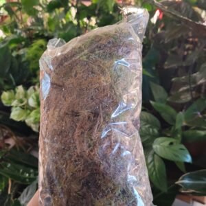 Sphaigne vivante et fraîche naturelle (5L)