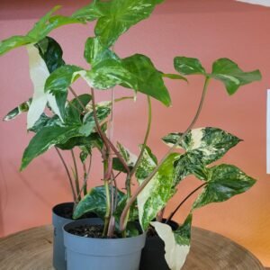 Syngonium ‘Albo Variegata’