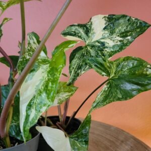 Syngonium ‘Albo Variegata’