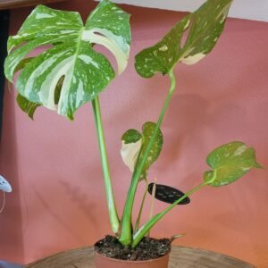 Monstera Thaï Constellation