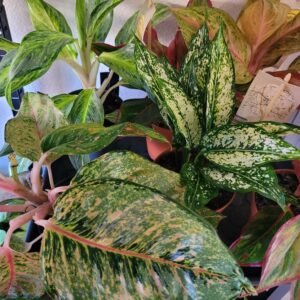 Aglaonema Mix Couleurs