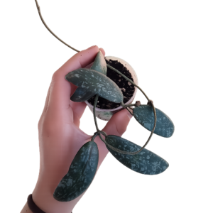 Hoya Sigitalis Round Leaf