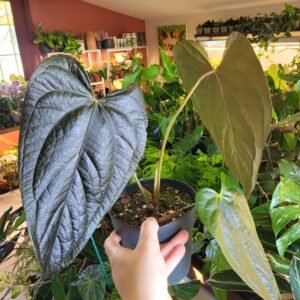 Anthurium Queen of Hearts