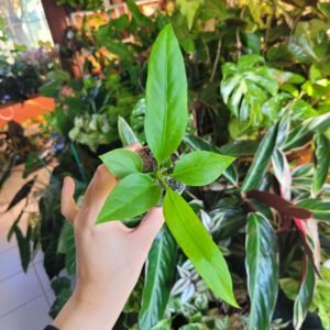 Anthurium Vittarifolium